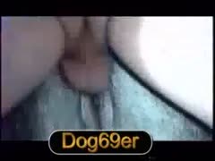 A man inserting a creampie into a dog's pussy
